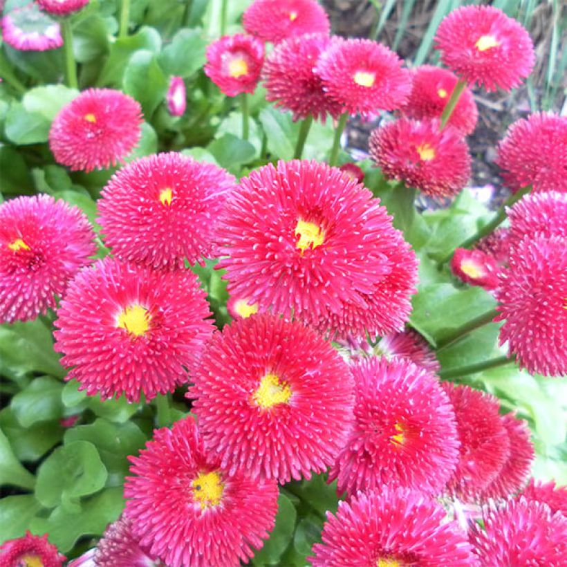 Kaunokainen Tasso Rouge (Kukinta)