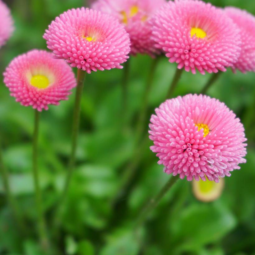 Kaunokainen Bellastar Compact Rose (Kukinta)