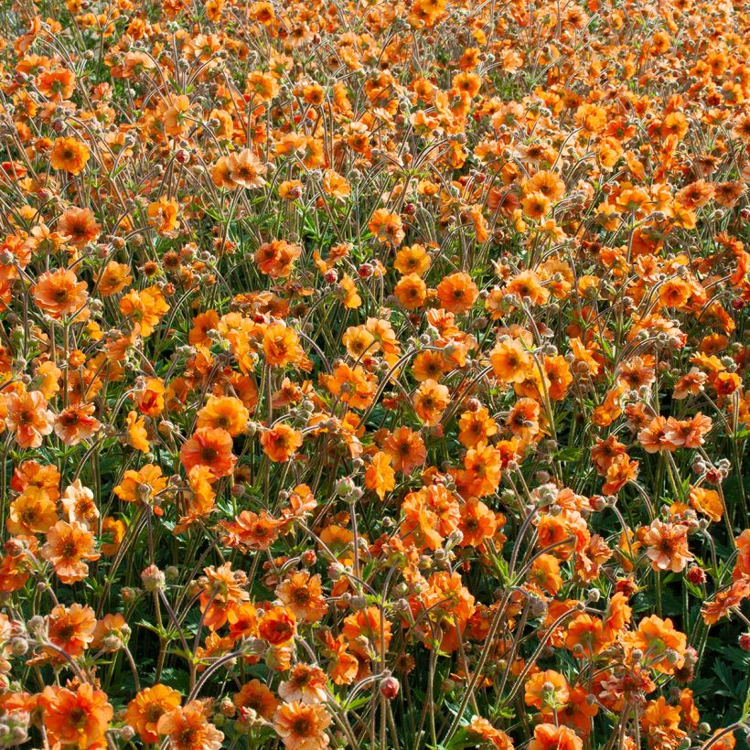 Tulikellukka Fire Storm (Kasvutapa)