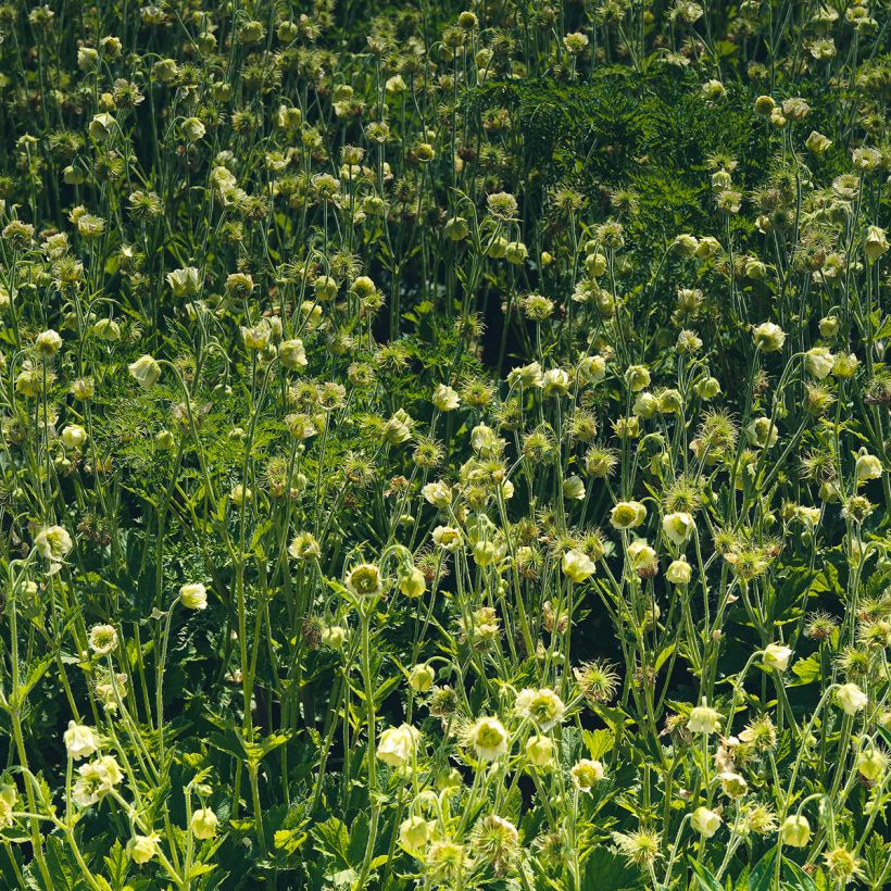 Ojakellukka Album (Kasvutapa)