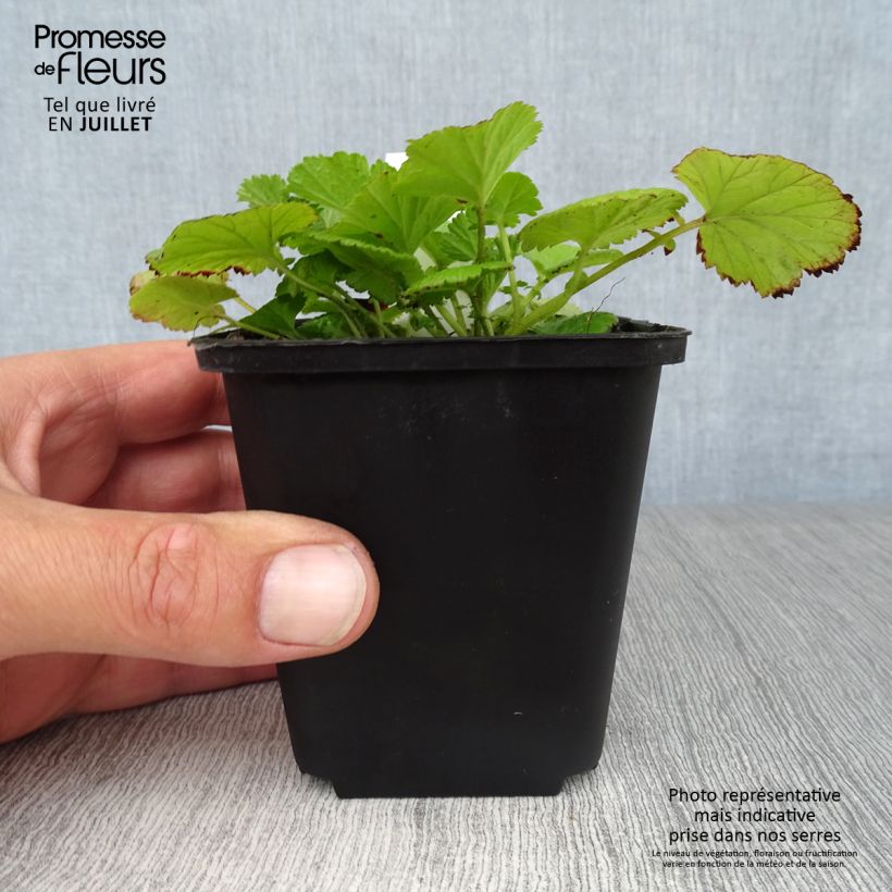 Esimerkki kesällä toimitetusta Ojakellukka - Geum rivale Godet de 8/9 cm-taimesta