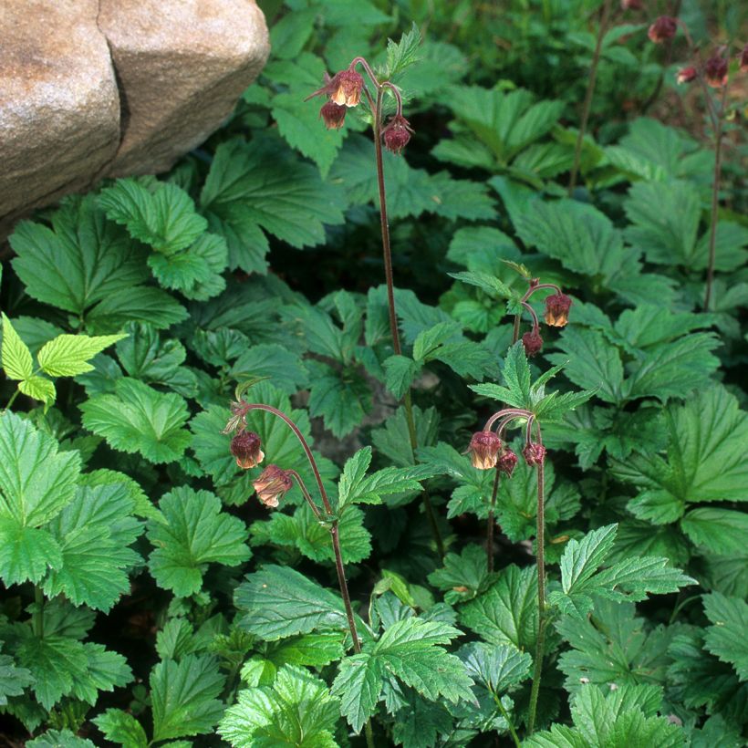 Ojakellukka - Geum rivale (Kasvutapa)