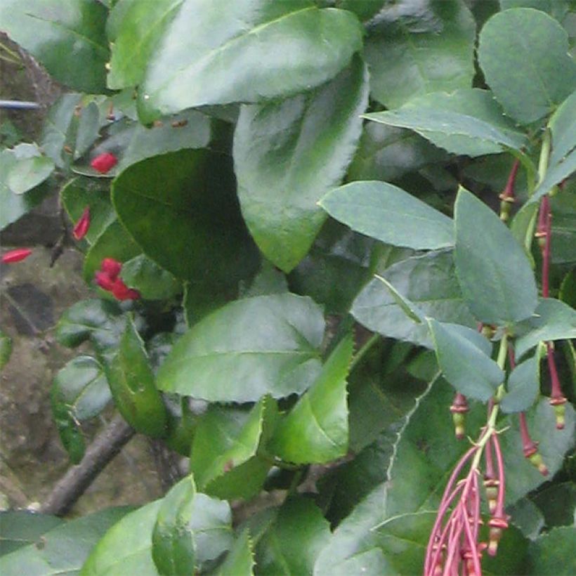 Berberidopsis corallina (Lehvistö)