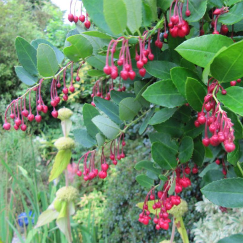Berberidopsis corallina (Kukinta)