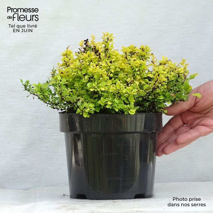 Esimerkki kesällä toimitetusta Japaninhappomarja Tiny Gold Pot de 2L/3L-taimesta