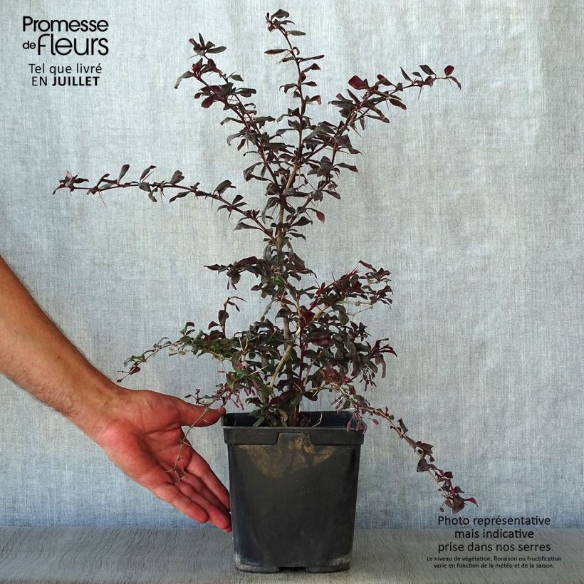 Esimerkki kesällä toimitetusta Japaninhappomarja Thunderbolt Pot de 2L/3L-taimesta
