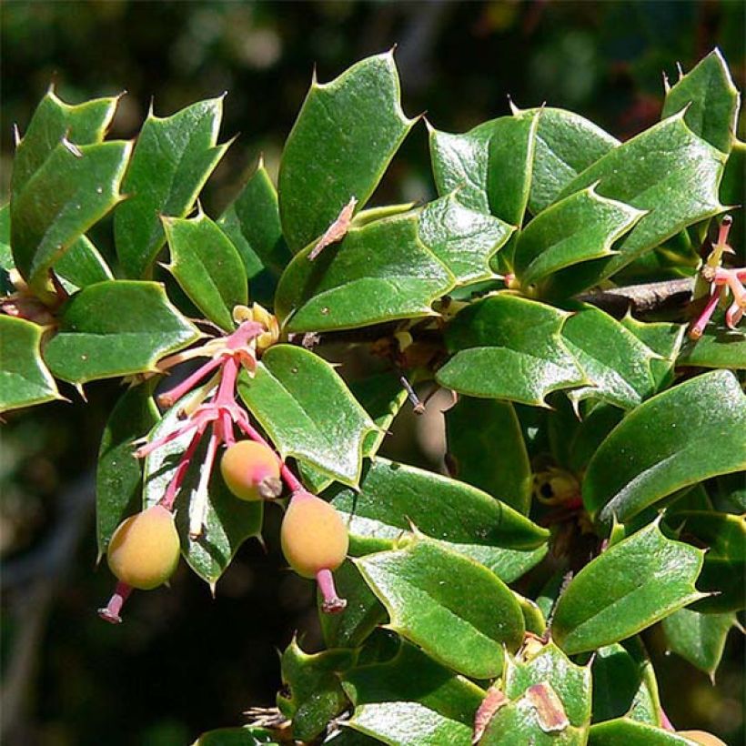 Chilenhappomarja - Berberis darwinii (Lehvistö)