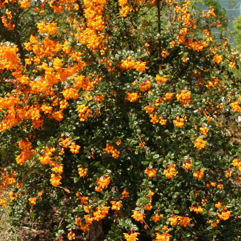 Chilenhappomarja - Berberis darwinii (Kukinta)