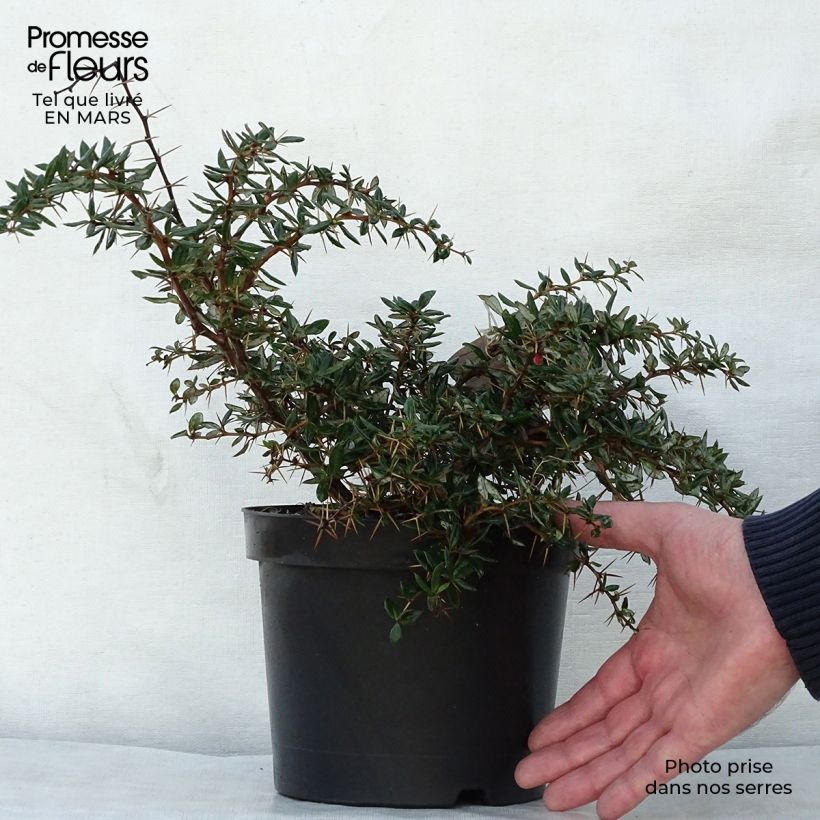 Esimerkki keväällä toimitetusta Välkehappomarja Chenaultii Pot de 2L/3L-taimesta