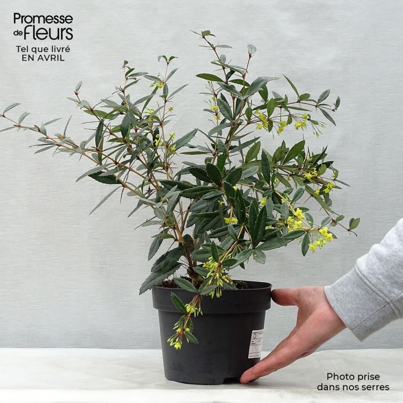 Esimerkki keväällä toimitetusta Julianhappomarja - Berberis julianae Ruukku 2L / 3L-taimesta