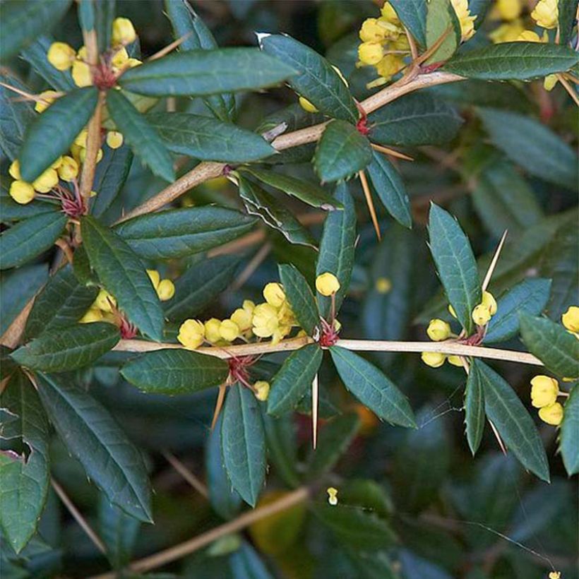 Julianhappomarja - Berberis julianae (Lehvistö)