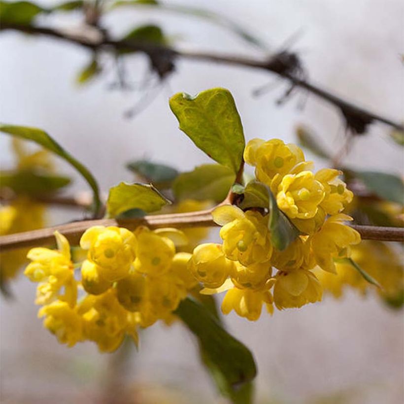 Julianhappomarja - Berberis julianae (Kukinta)