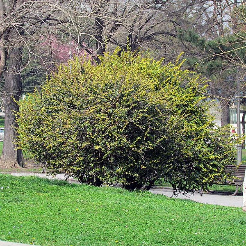 Julianhappomarja - Berberis julianae (Kasvutapa)