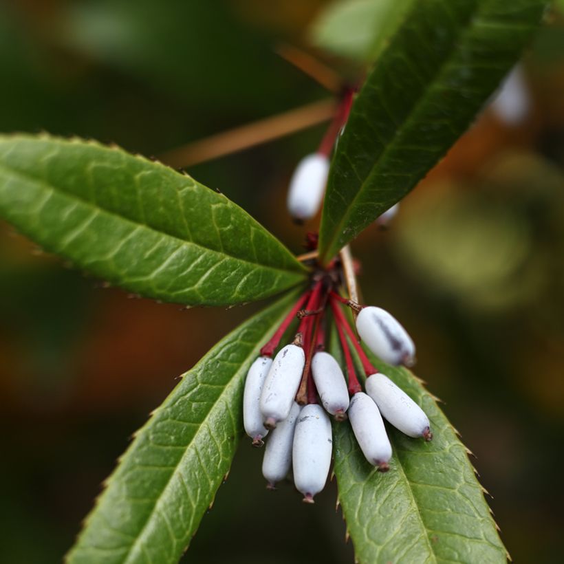 Julianhappomarja - Berberis julianae (Sadonkorjuu)
