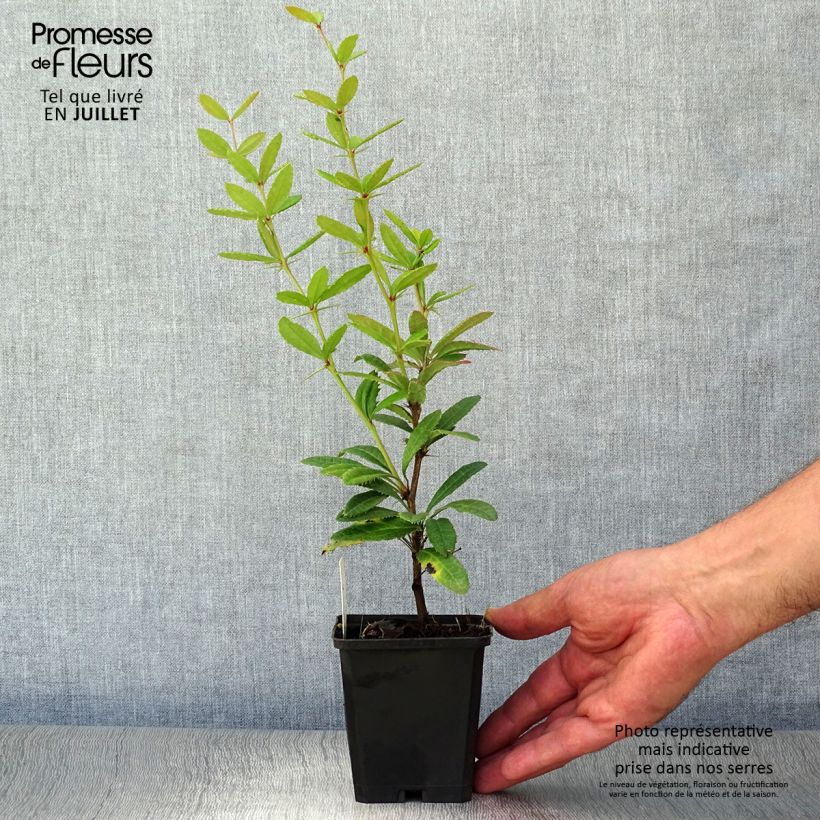Esimerkki kesällä toimitetusta Julianhappomarja - Berberis julianae Taimiruukku 8/9 cm-taimesta