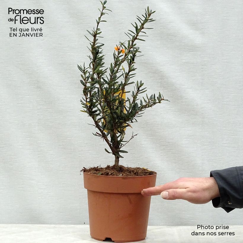 Esimerkki talvella toimitetusta Happomarja Orange King 3 litran/4 litran ruukku-taimesta