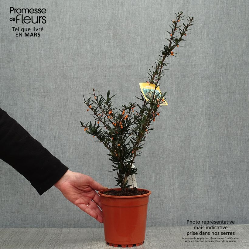 Esimerkki keväällä toimitetusta Happomarja Orange King Pot de 3L/4L-taimesta
