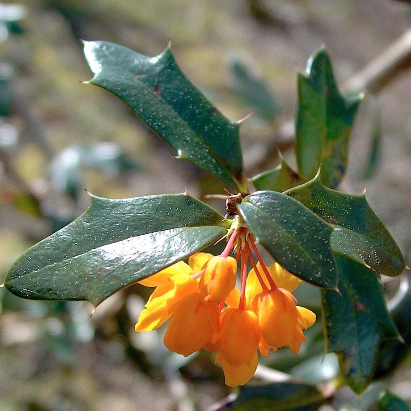 Happomarja Apricot Queen (Lehvistö)