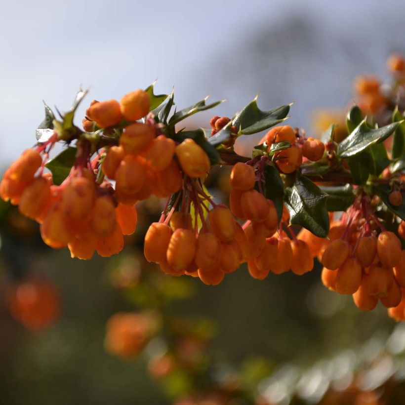 Happomarja Apricot Queen (Kukinta)
