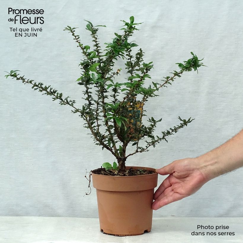 Esimerkki kesällä toimitetusta Happomarja Apricot Queen Pot de 2L/3L-taimesta