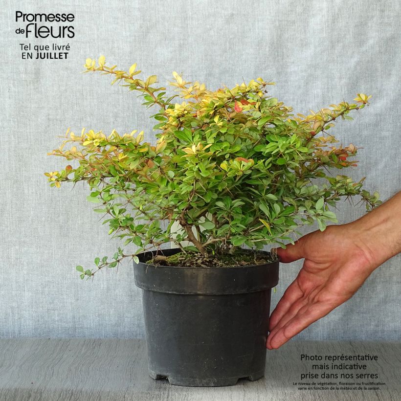 Esimerkki kesällä toimitetusta Japaninhappomarja Dual Jewel Pot de 2L/3L-taimesta
