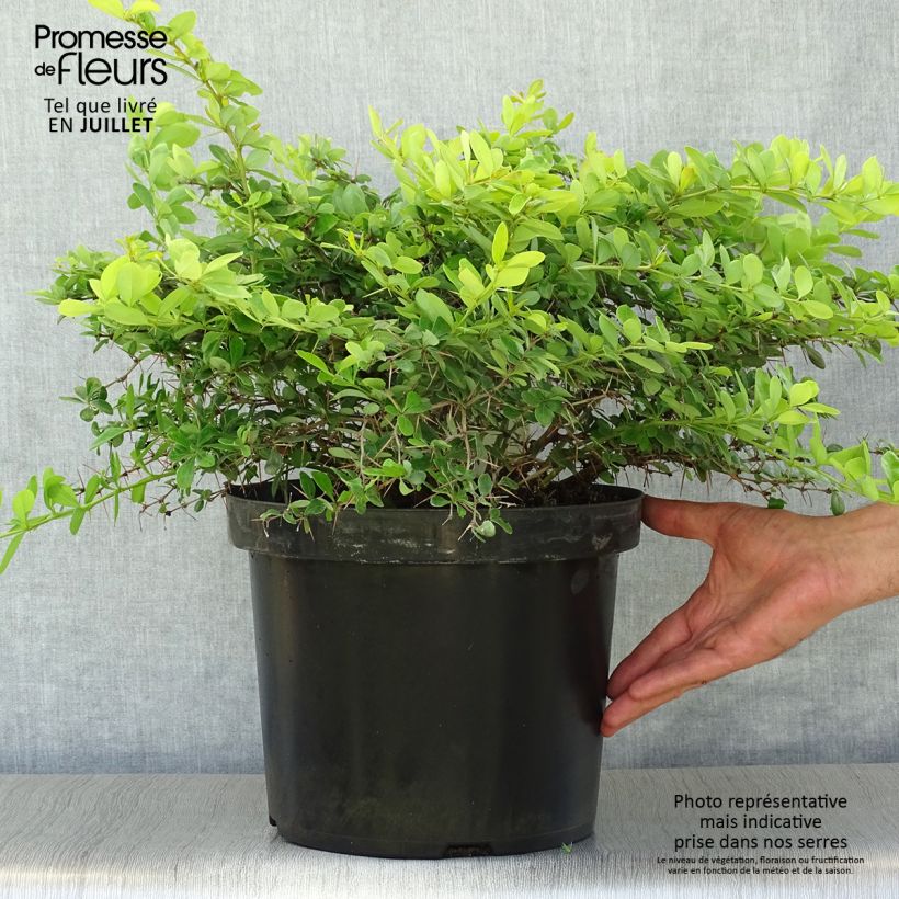 Esimerkki kesällä toimitetusta Japaninhappomarja Dual Jewel Pot de 7,5L/10L-taimesta