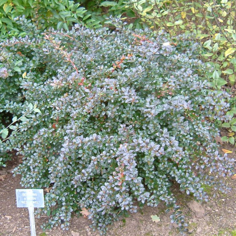 Happomarja Red Jewel (Kasvutapa)