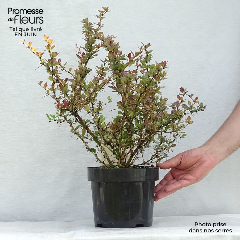 Esimerkki kesällä toimitetusta Happomarja Red Jewel Pot de 3L/4L-taimesta