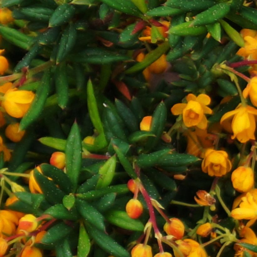 Happomarja Corallina Compacta (Lehvistö)