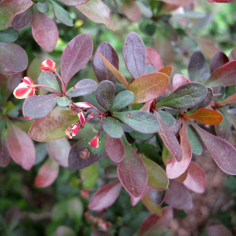Japaninhappomarja - Berberis thunbergii (Lehvistö)