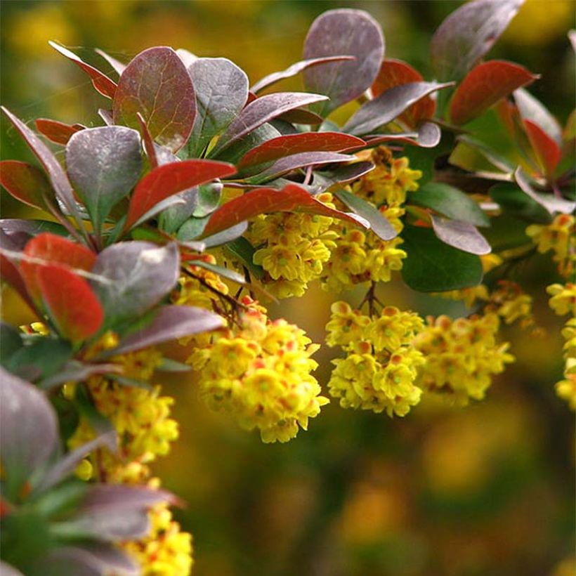 Japaninhappomarja - Berberis thunbergii (Kukinta)