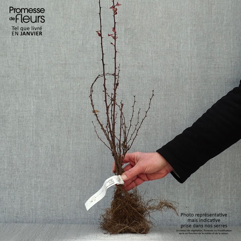 Esimerkki talvella toimitetusta Japaninhappomarja Atropurpurea Paljasjuurinen-taimesta
