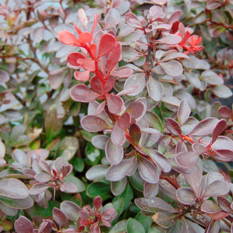 Japaninhappomarja Atropurpurea Nana (Lehvistö)