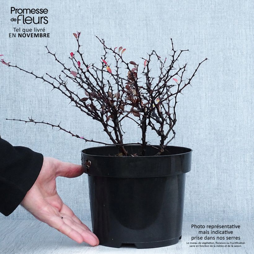 Esimerkki syksyllä toimitetusta Japaninhappomarja Atropurpurea Nana 2 litran/3 litran ruukku-taimesta