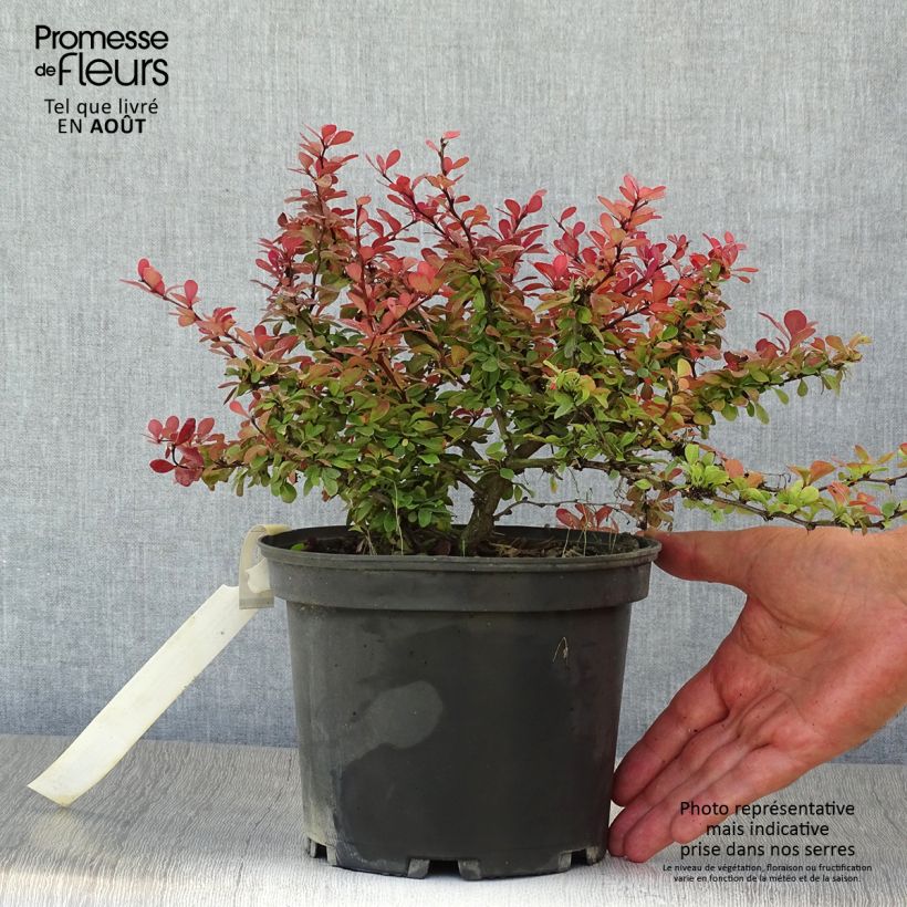 Esimerkki kesällä toimitetusta Japaninhappomarja Atropurpurea Nana Pot de 2L/3L-taimesta