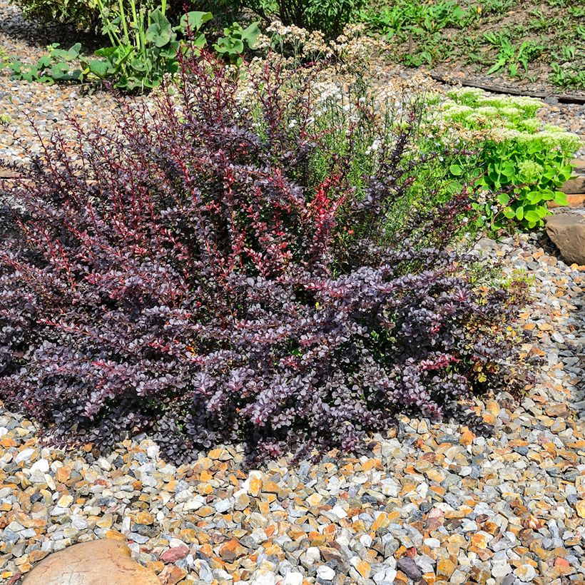 Japaninhappomarja Atropurpurea Nana (Kasvutapa)