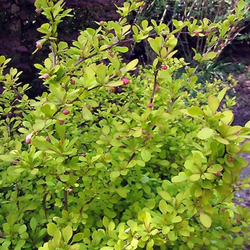 Japaninhappomarja Aurea (Lehvistö)