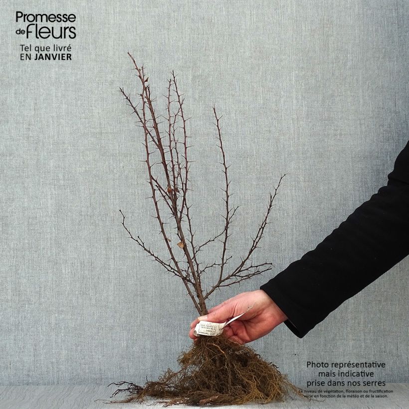Esimerkki talvella toimitetusta Japaninhappomarja - Berberis thunbergii Paljasjuurinen-taimesta