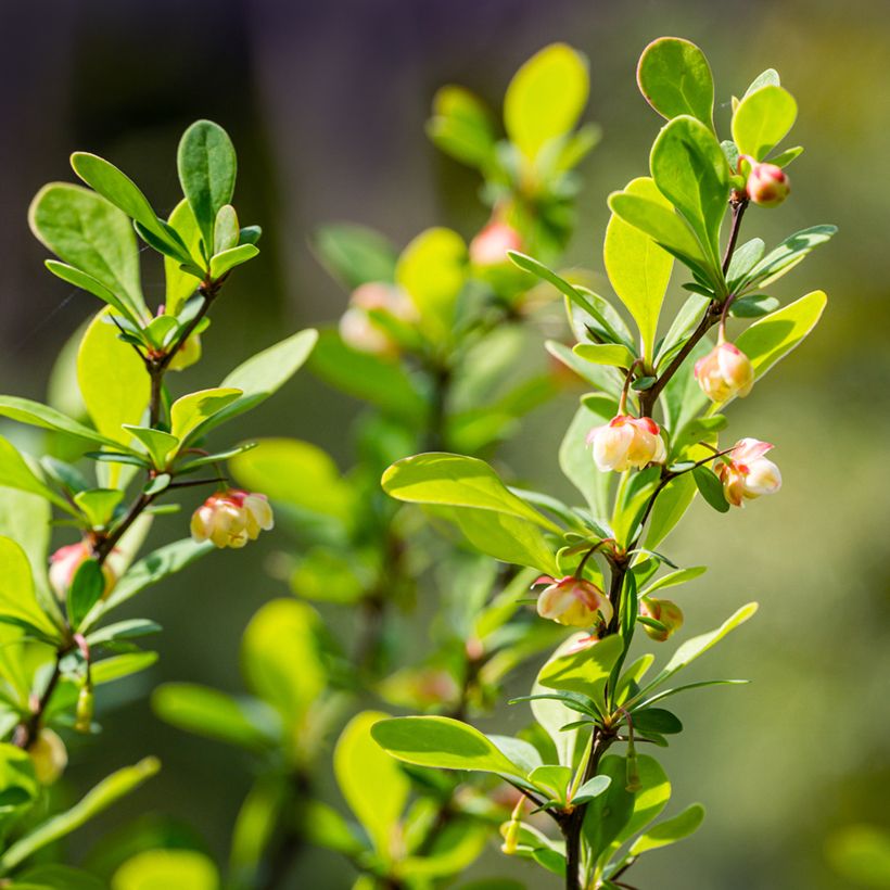 Japaninhappomarja Erecta (Kukinta)