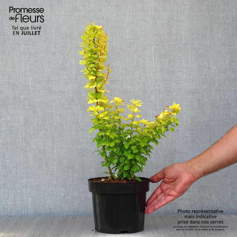 Esimerkki kesällä toimitetusta Japaninhappomarja Golden Rocket Pot de 2L/3L-taimesta