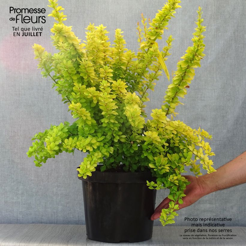 Esimerkki kesällä toimitetusta Japaninhappomarja Golden Rocket Pot de 7,5L/10L-taimesta