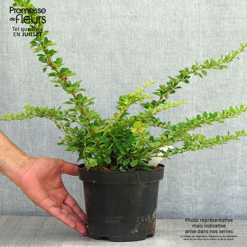 Esimerkki kesällä toimitetusta Japaninhappomarja Green Carpet Pot de 3L/4L-taimesta