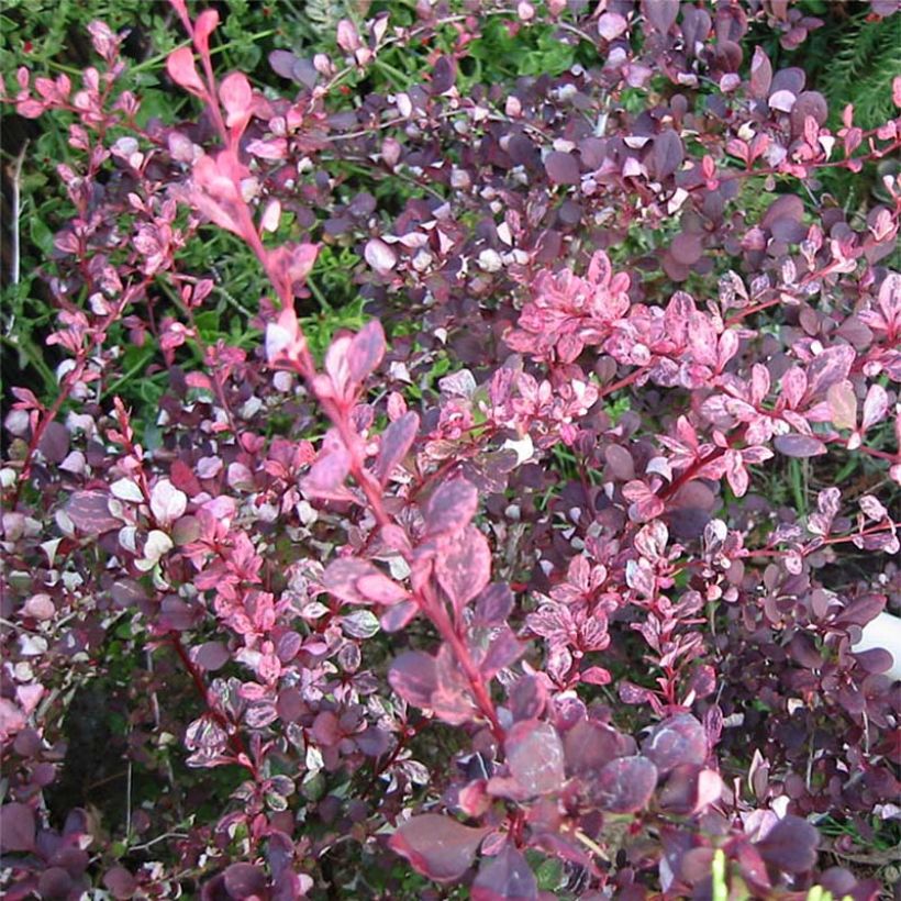 Japaninhappomarja Harlequin (Lehvistö)