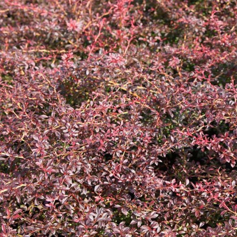 Japaninhappomarja Orange Dream (Lehvistö)