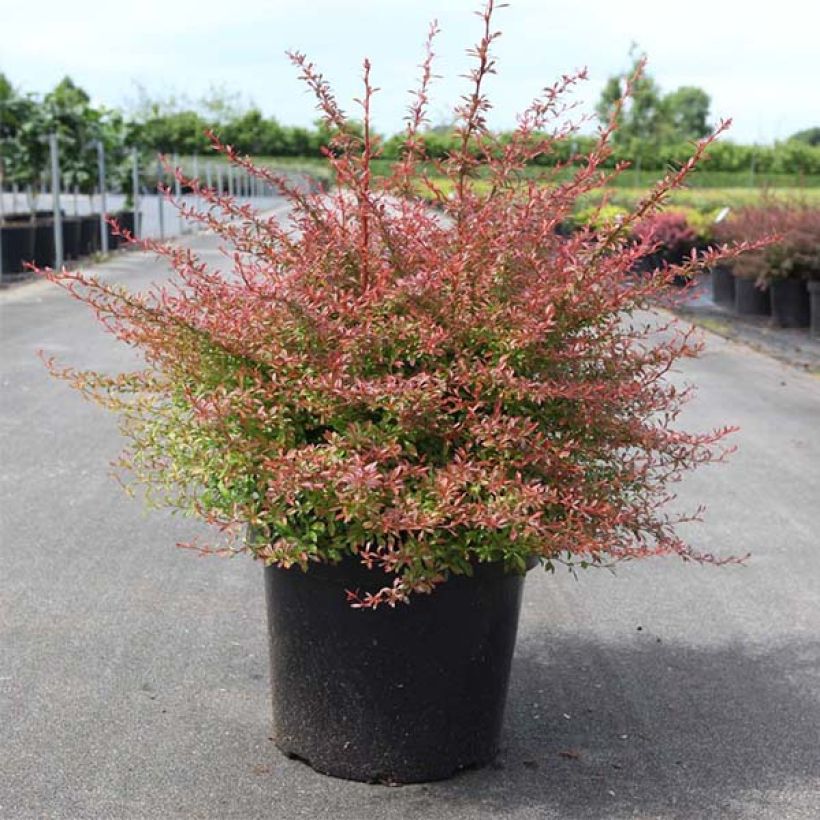 Japaninhappomarja Orange Dream (Kasvutapa)