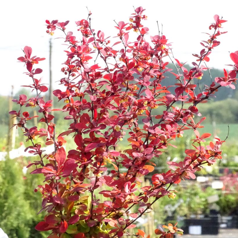Japaninhappomarja Orange Rocket (Kasvutapa)