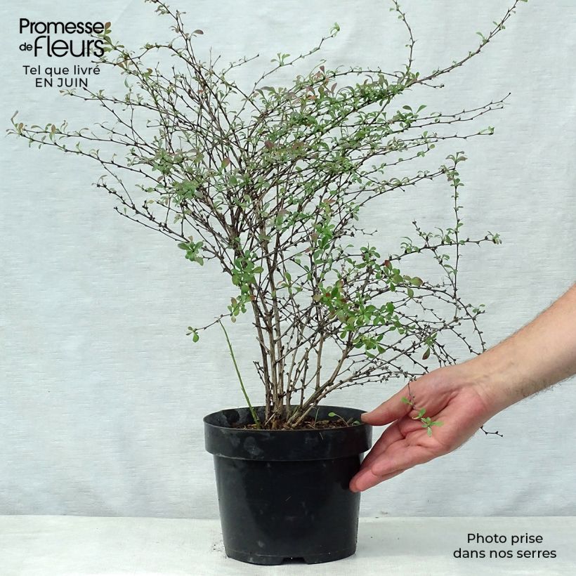 Esimerkki kesällä toimitetusta Japaninhappomarja Red Dream Pot de 3L/4L-taimesta