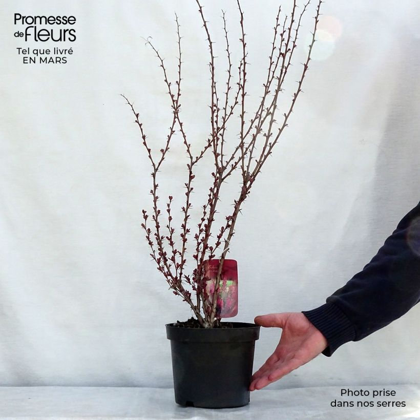 Esimerkki keväällä toimitetusta Japaninhappomarja Red Rocket Pot de 2L/3L-taimesta