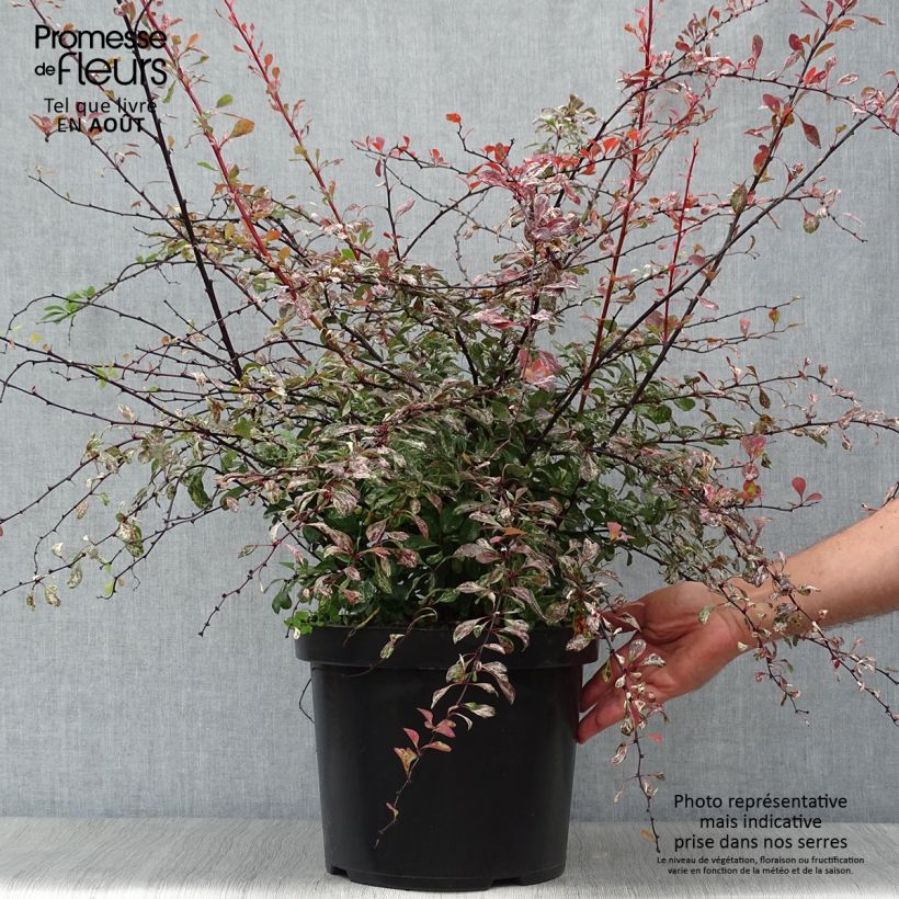 Esimerkki kesällä toimitetusta Japaninhappomarja Rosy Glow Pot de 7,5L/10L-taimesta