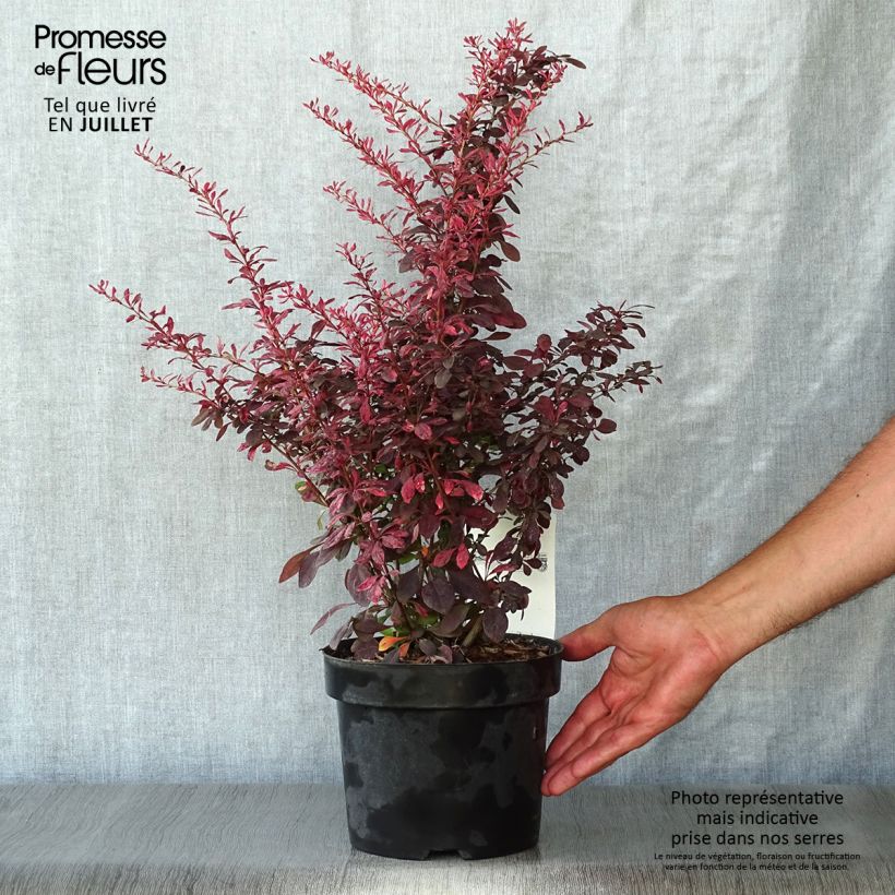 Esimerkki kesällä toimitetusta Japaninhappomarja Rosy Glow Pot de 2L/3L-taimesta